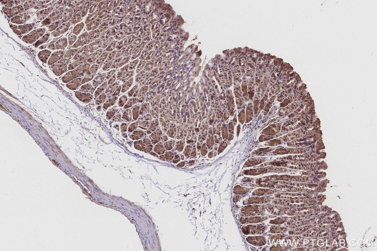 Immunohistochemistry (IHC) staining of mouse stomach tissue using C8orf4 Polyclonal antibody (26279-1-AP)