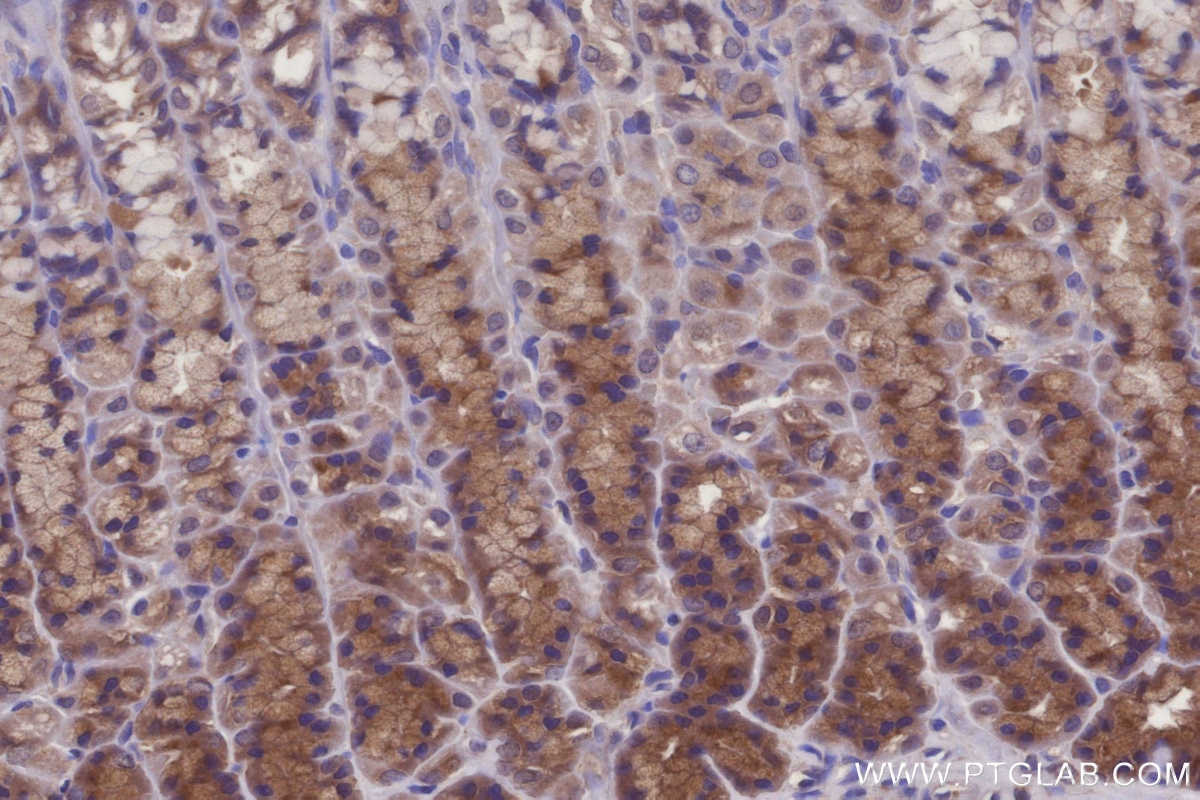 Immunohistochemistry (IHC) staining of rat stomach tissue using C8orf4 Polyclonal antibody (26279-1-AP)