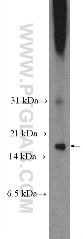Western Blot (WB) analysis of HEK-293 cells using C8orf4 Polyclonal antibody (26279-1-AP)