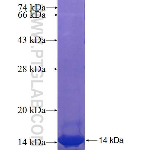C8orf4 fusion protein Ag23930 SDS-PAGE