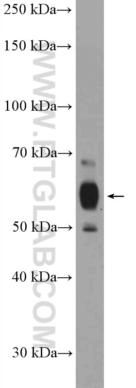 WB analysis of HEK-293T using 20779-1-AP