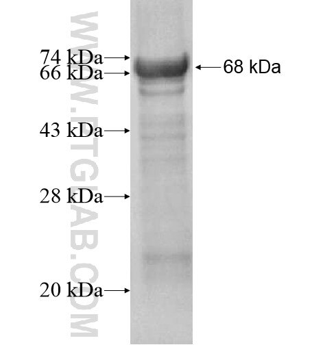 C8orf41 fusion protein Ag14776 SDS-PAGE