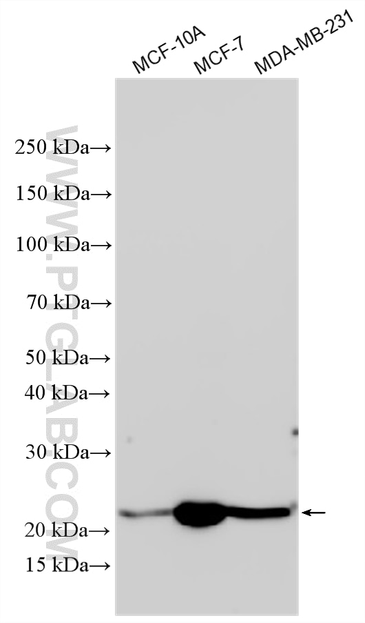 WB analysis using 33642-1-AP Western Blot (WB) analysis of various lysates using C8orf55 Polyclonal antibody (33642-1-AP)