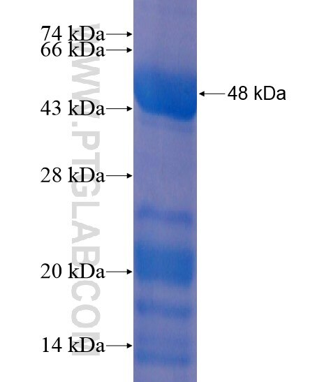 C8orf77 fusion protein Ag21731 SDS-PAGE