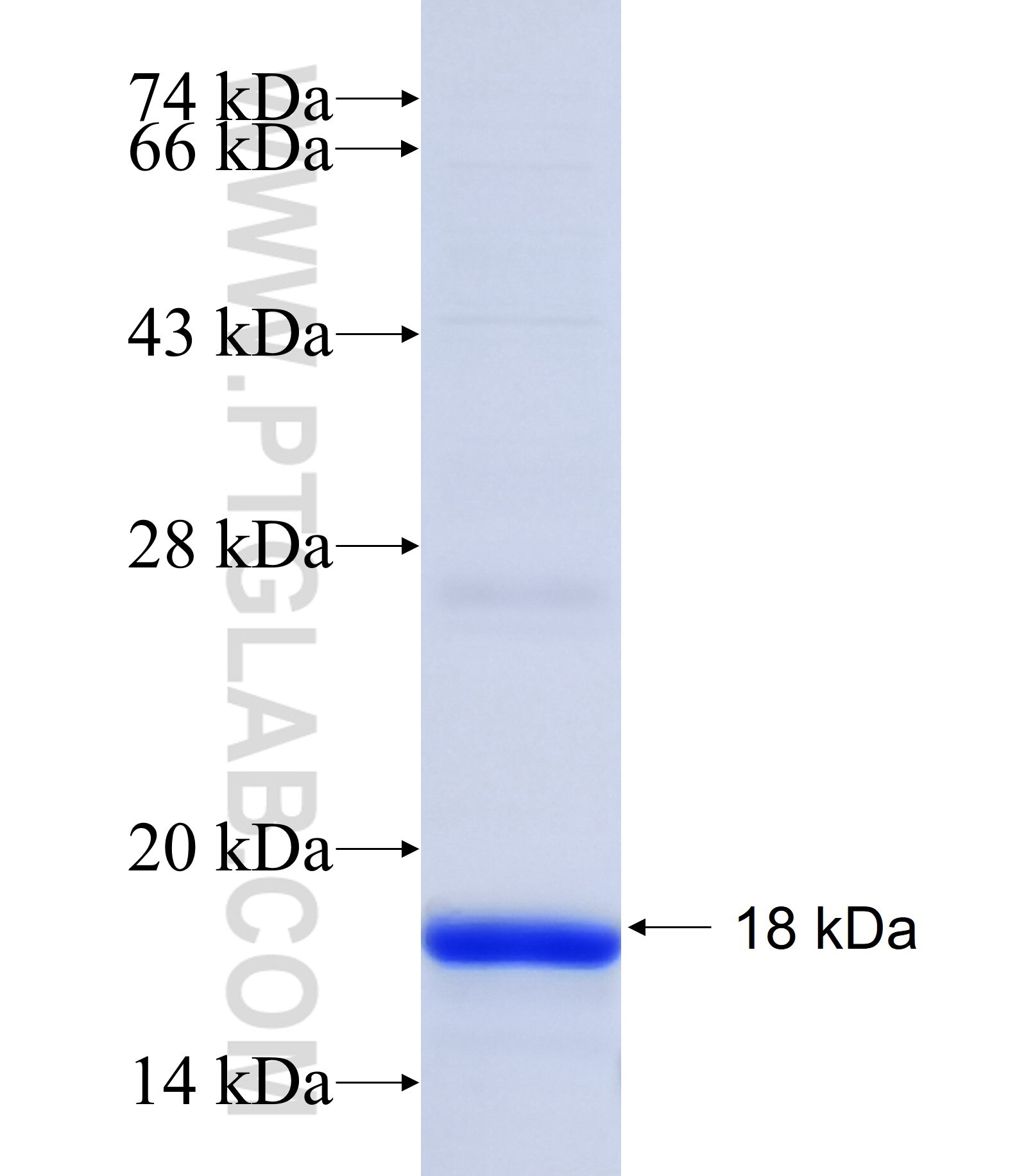 C8orf84 fusion protein Ag34203 SDS-PAGE