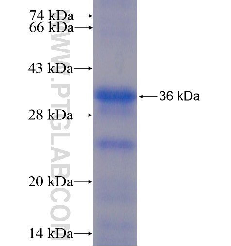 C8orf84 fusion protein Ag13491 SDS-PAGE