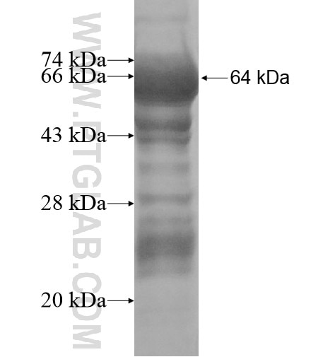 C9orf100 fusion protein Ag15473 SDS-PAGE