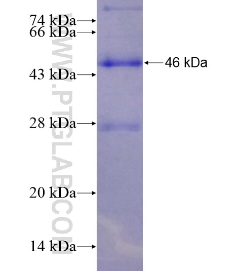 C9orf102 fusion protein Ag19375 SDS-PAGE
