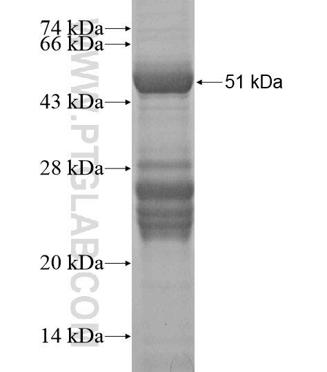 IDNK fusion protein Ag20088 SDS-PAGE