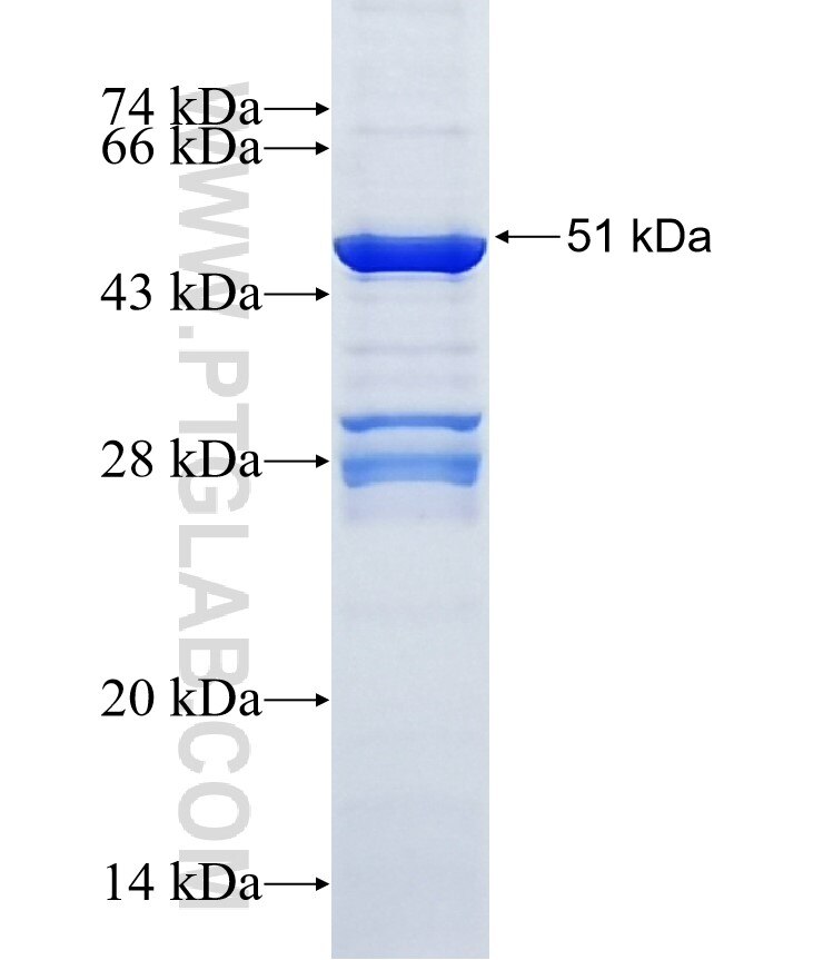 IDNK fusion protein Ag20088 SDS-PAGE