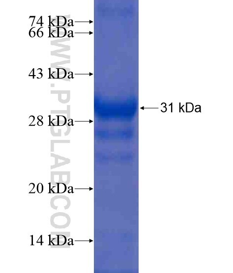 IDNK fusion protein Ag20279 SDS-PAGE