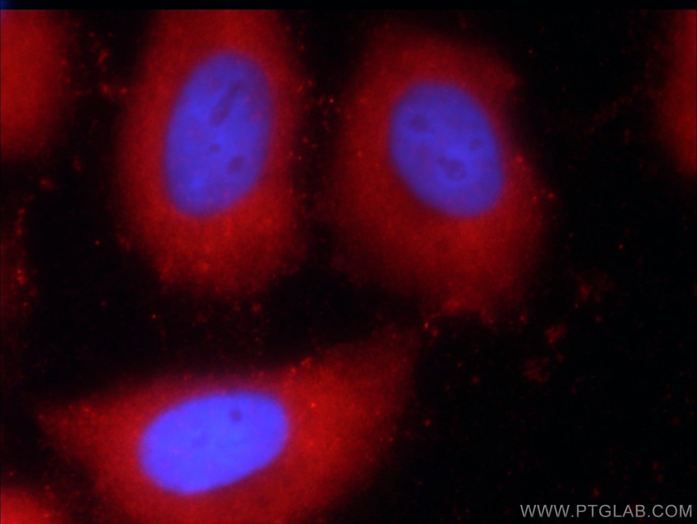 Immunofluorescence (IF) / fluorescent staining of HepG2 cells using AFAF/EQTN Polyclonal antibody (23168-1-AP)