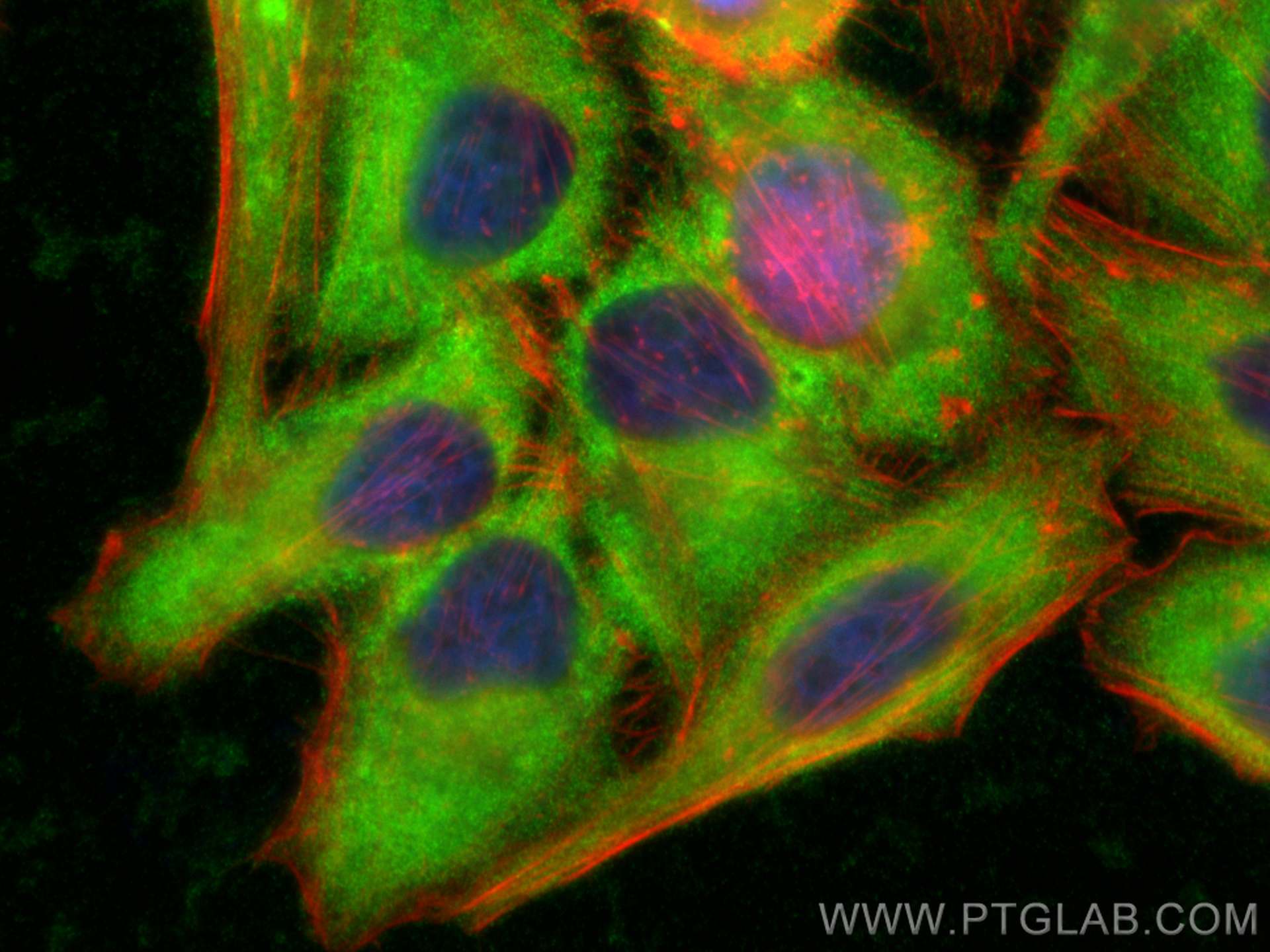 Immunofluorescence (IF) / fluorescent staining of HepG2 cells using AFAF/EQTN Polyclonal antibody (23168-1-AP)