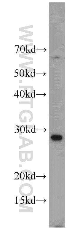 Western Blot (WB) analysis of HepG2 cells using AFAF/EQTN Polyclonal antibody (23168-1-AP)