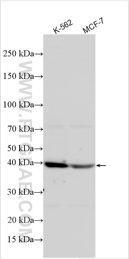 Western Blot (WB) analysis of various lysates using C9orf114 Polyclonal antibody (33571-1-AP)