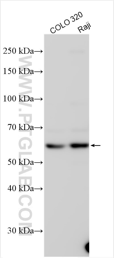 Western Blot (WB) analysis of various lysates using C9orf117 Polyclonal antibody (21012-1-AP)