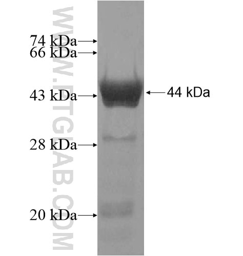 C9orf117 fusion protein Ag15302 SDS-PAGE