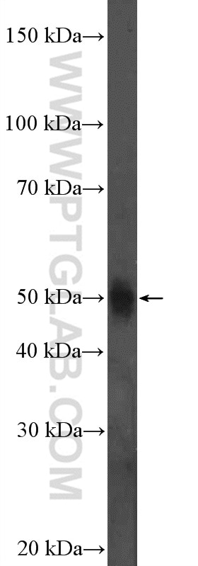 Western Blot (WB) analysis of SH-SY5Y cells using C9orf125 Polyclonal antibody (20620-1-AP)