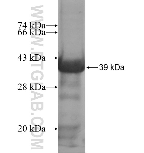 C9orf125 fusion protein Ag14784 SDS-PAGE