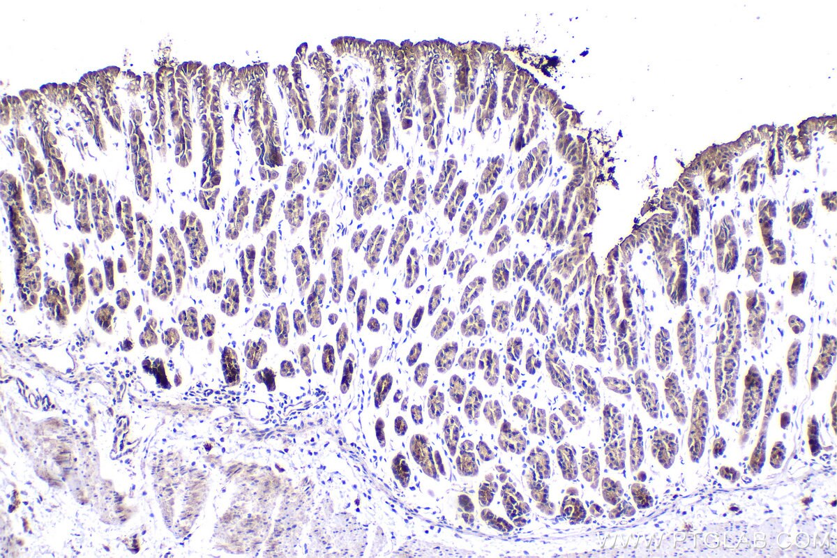 Immunohistochemistry (IHC) staining of mouse stomach tissue using NGX6 Polyclonal antibody (21593-1-AP)
