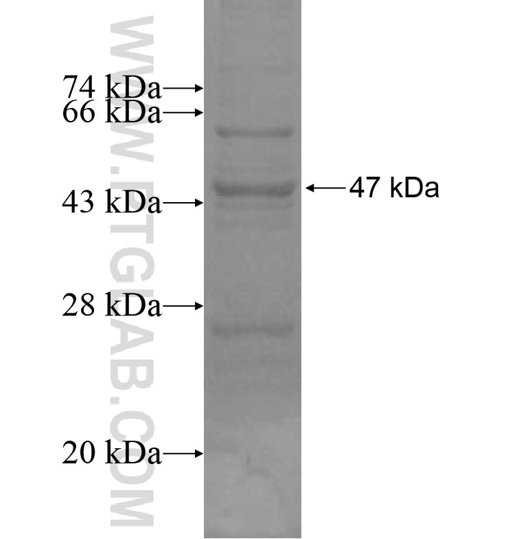 C9orf127 fusion protein Ag16167 SDS-PAGE