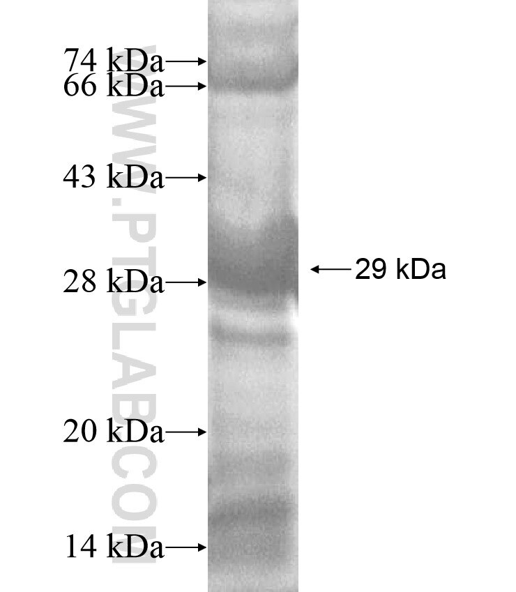 C9orf127 fusion protein Ag17034 SDS-PAGE