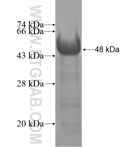 C9orf156 fusion protein Ag14335 SDS-PAGE
