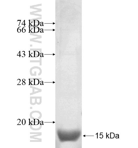 C9orf16 fusion protein Ag14000 SDS-PAGE