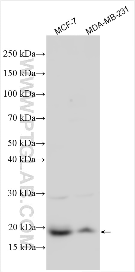 Western Blot (WB) analysis of various lysates using C9orf169 Polyclonal antibody (33316-1-AP)