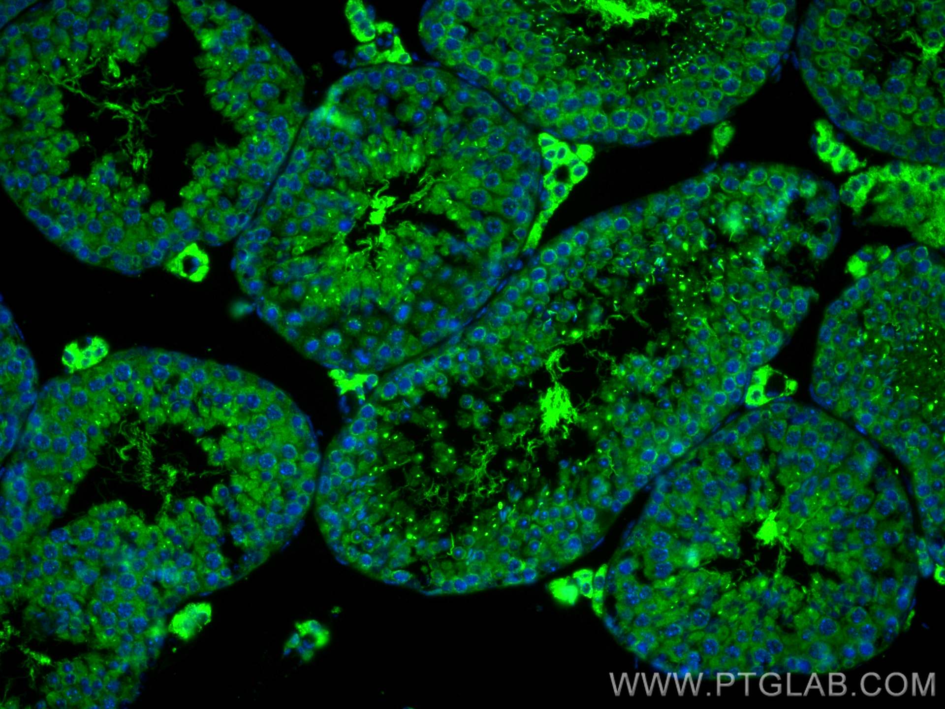 Immunofluorescence (IF) / fluorescent staining of mouse testis tissue using C9orf171 Polyclonal antibody (24969-1-AP)