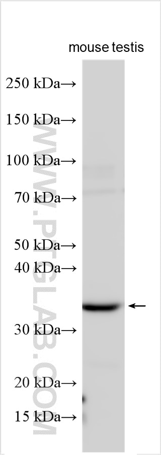 Western Blot (WB) analysis of various lysates using C9orf171 Polyclonal antibody (24969-1-AP)