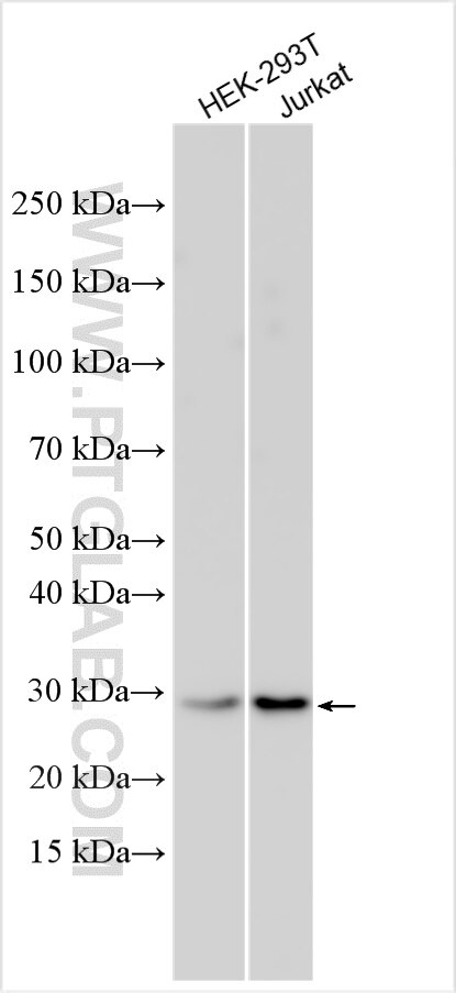 Western Blot (WB) analysis of various lysates using C9orf40 Polyclonal antibody (32689-1-AP)