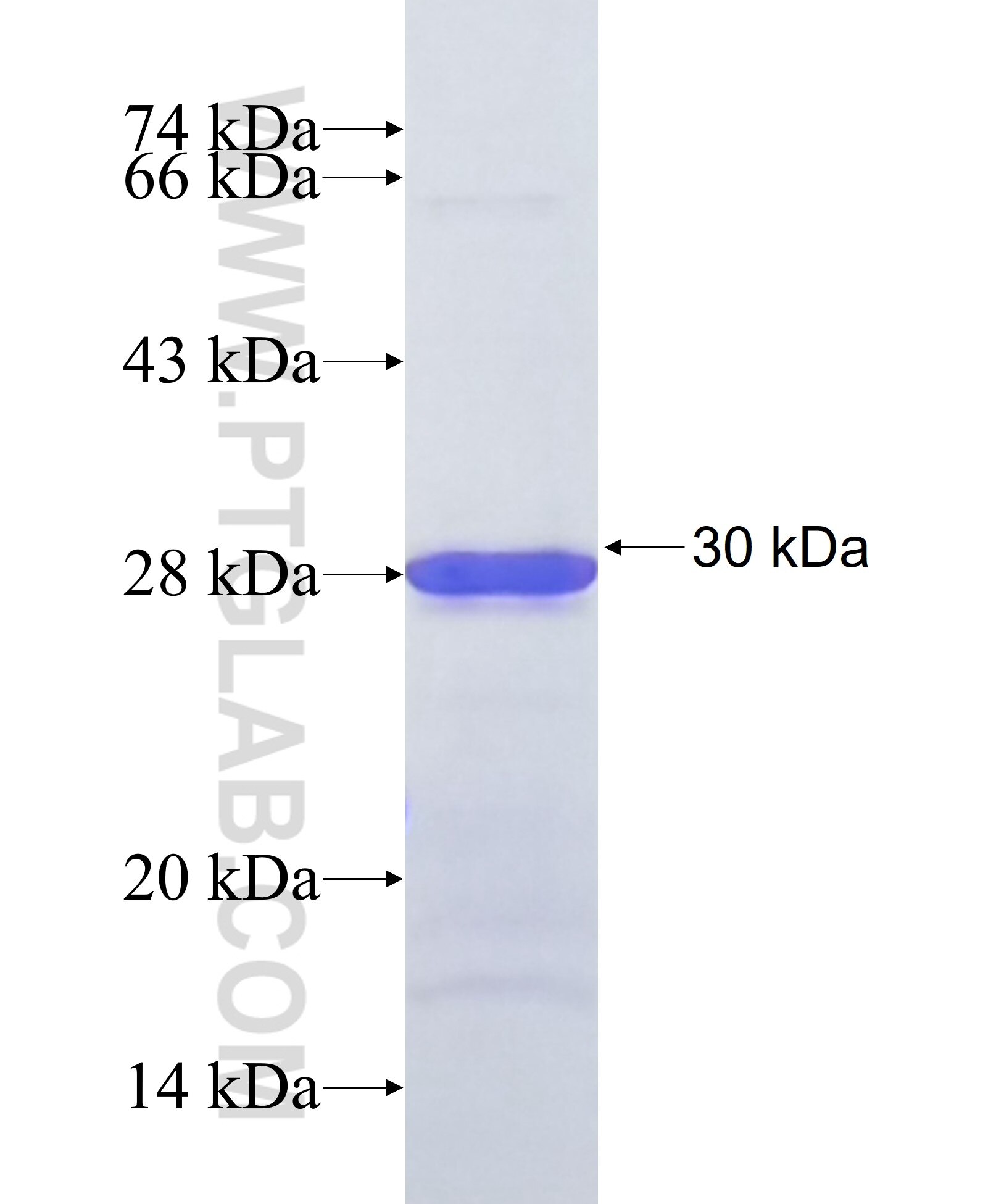 C9orf40 fusion protein Ag38101 SDS-PAGE