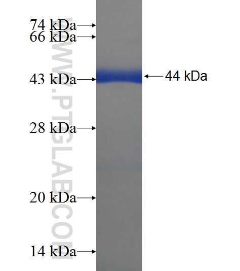 C9orf41 fusion protein Ag21268 SDS-PAGE