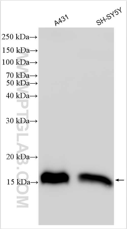 Western Blot (WB) analysis of various lysates using PLGRKT Polyclonal antibody (26101-1-AP)