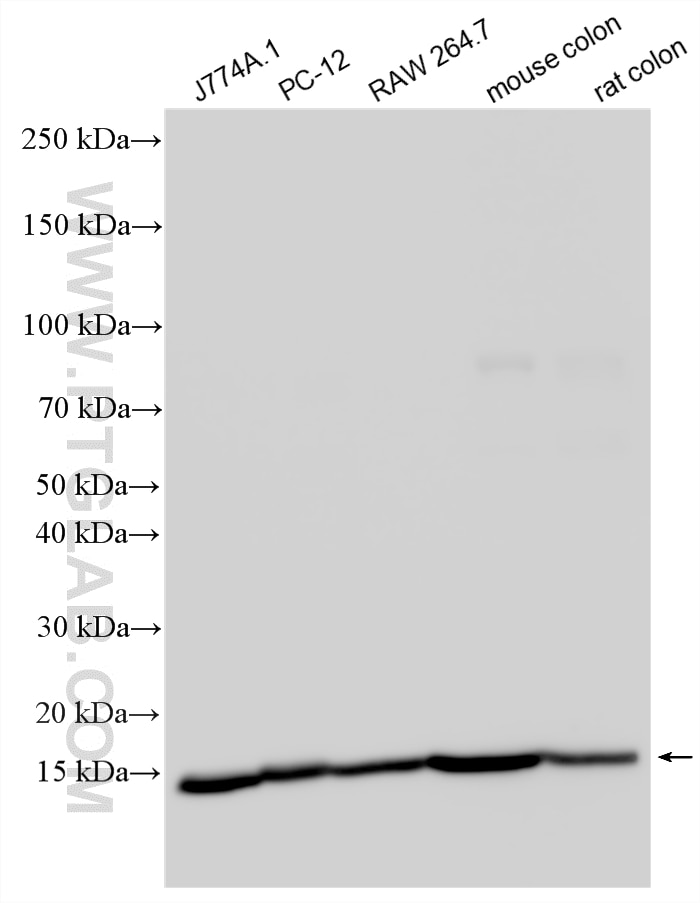 Western Blot (WB) analysis of various lysates using PLGRKT Polyclonal antibody (26101-1-AP)
