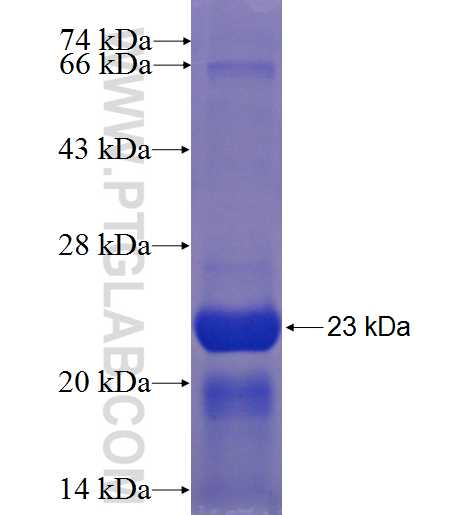 C9orf46 fusion protein Ag23410 SDS-PAGE