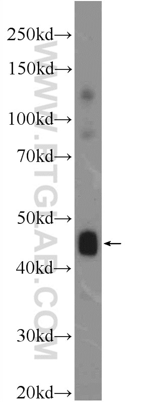 Western Blot (WB) analysis of mouse skeletal muscle tissue using C9orf61 Polyclonal antibody (25630-1-AP)
