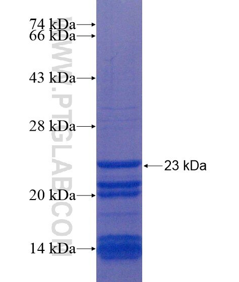 C9orf61 fusion protein Ag22242 SDS-PAGE