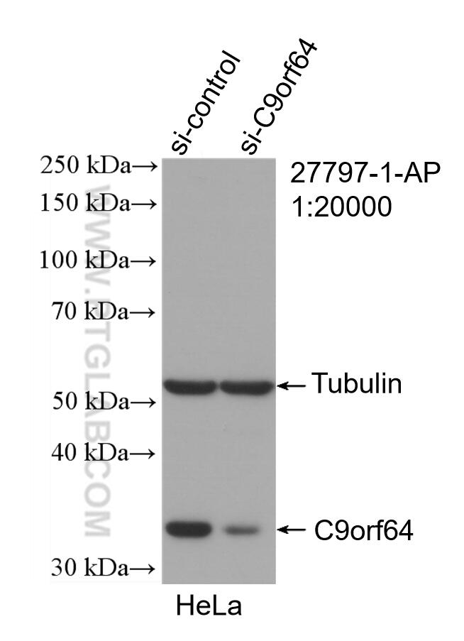 Western Blot (WB) analysis of HeLa cells using C9orf64 Polyclonal antibody (27797-1-AP)