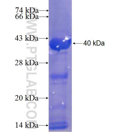 C9orf64 fusion protein Ag23069 SDS-PAGE