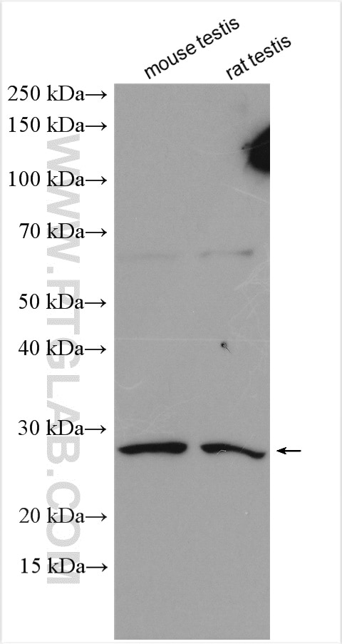 Western Blot (WB) analysis of various lysates using C9orf7 / CACFD1 Polyclonal antibody (21330-1-AP)