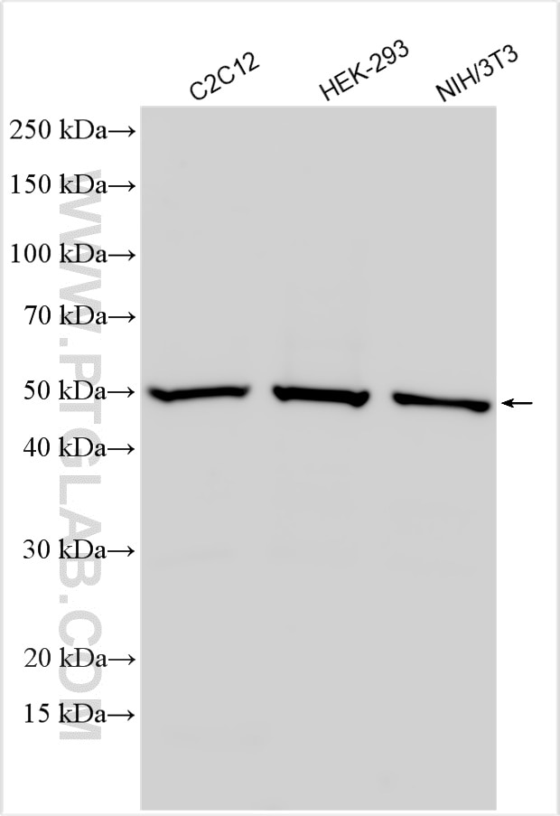 Western Blot (WB) analysis of various lysates using C9orf72 Polyclonal antibody (22637-1-AP)