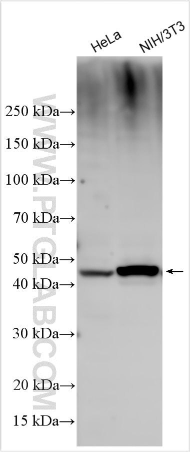 Western Blot (WB) analysis of various lysates using C9orf72 Polyclonal antibody (22637-1-AP)