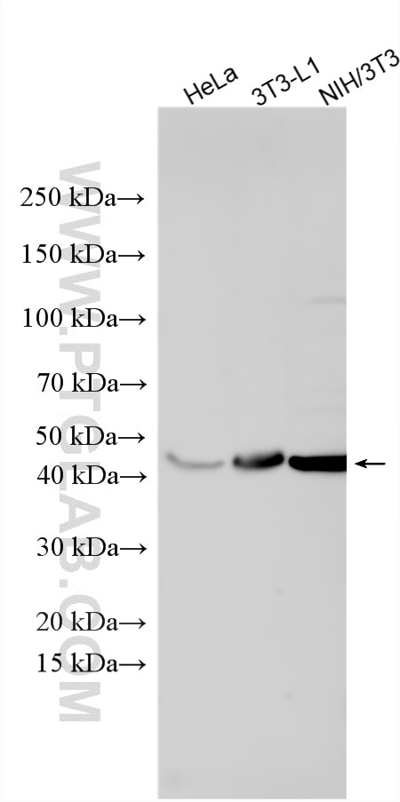 Western Blot (WB) analysis of various lysates using C9orf72 Polyclonal antibody (22637-1-AP)
