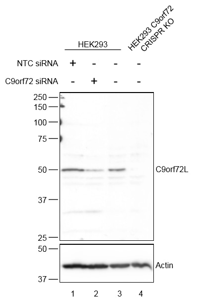 Western Blot (WB) analysis of HEK-293 cells using C9orf72 Polyclonal antibody (25757-1-AP)