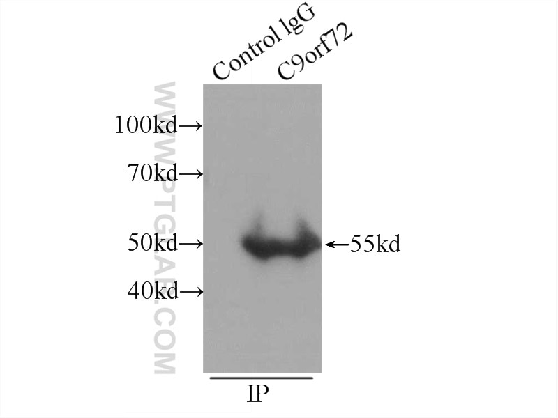 C9orf72 Monoclonal antibody