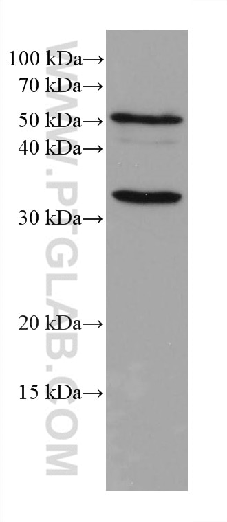 Western Blot (WB) analysis of C6 cells using C9orf72 Monoclonal antibody (66140-1-Ig)