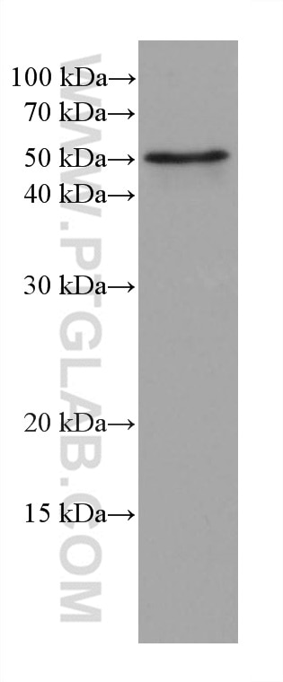 Western Blot (WB) analysis of Neuro-2a cells using C9orf72 Monoclonal antibody (66140-1-Ig)