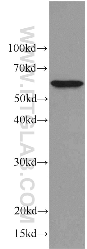 Western Blot (WB) analysis of human brain tissue using C9orf72 Monoclonal antibody (66140-1-Ig)